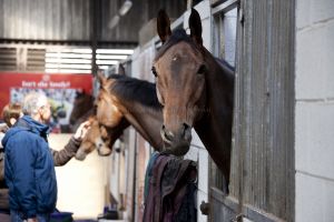 _Ben haslam middleham 1.jpg